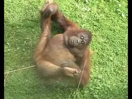 Gorilla Orgasm Orangutan Lust. She's almost human! - YouTube