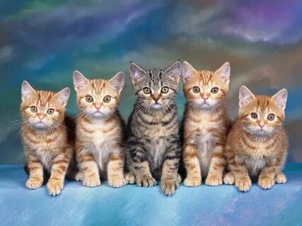 Qué mirarán los humanos? *Gatitos! Kittens cutest, Cute cats