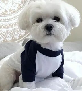 Pin by Lazy girl on Maltese Maltese dogs haircuts, Dog hairc