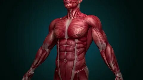 Ways to Ensure That Your Muscular System Is Healthy - Spikys