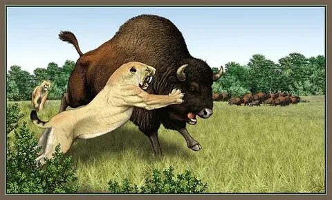 Smilodon vs bison antiquus Prehistoric animals, Extinct anim