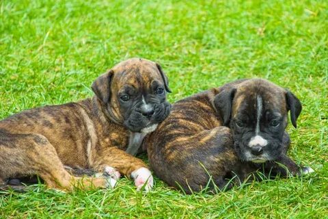 European Boxer Puppies For Sale In Missouri - Assemblystatel