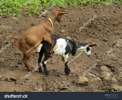 Dog mating with goat