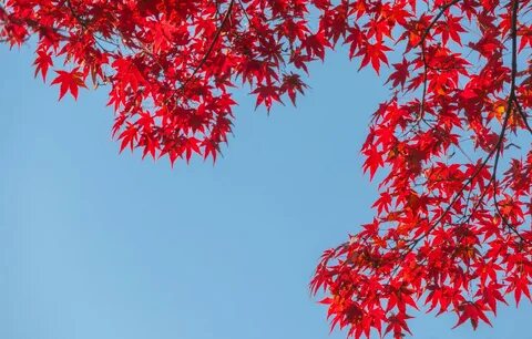 Japanese red maple pictures