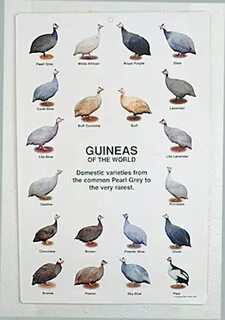 Gallery of guinea fowl color chart guinea fowl international