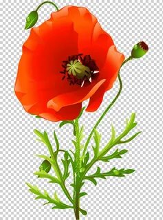 Descarga gratis Flor de amapola común diseño floral amapolas