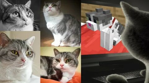 Minecraft Cat Bed 9 Images - Loafcraft Resource Pack Minecra