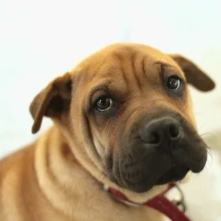 A sharpei and a pug, I love it! A Sha-rug or a Pug-pei Pug m