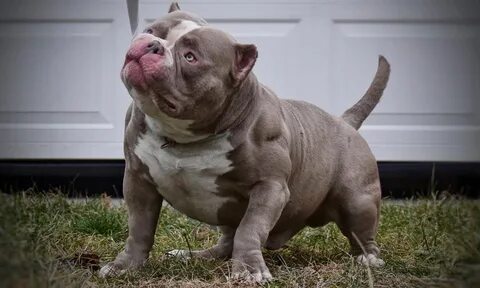 AMAZING AMERICAN BULLY TRANSFORMATIONS: FROM PUPPIES TO ADUL