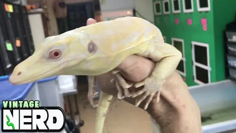 A NERD T Negative Type 2 Albino Water Monitor with some size