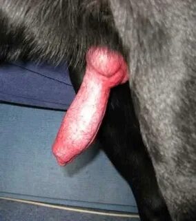 The Big ImageBoard (TBIB) - canine dog erection knot penis y