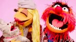 A Very Muppets Valentine’s Day The Muppets - YouTube