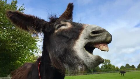 The Donkey Sanctuary on Twitter: "Start your day with a smil