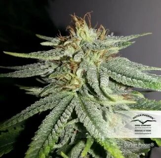 Durban Poison - Strain Information - CannaConnection