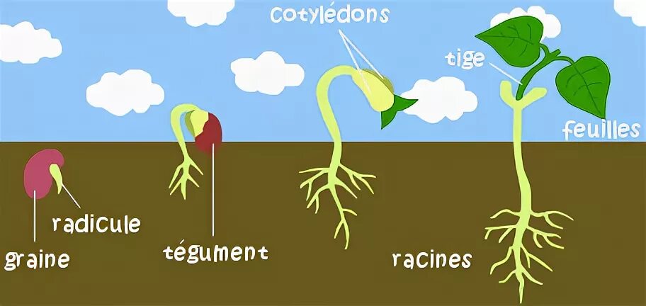 To Germinate or not .......Innovative Agriculture