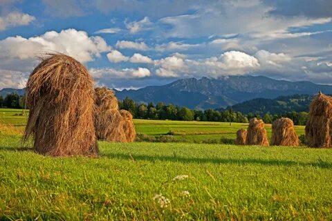 Haystacks in Poland free image download