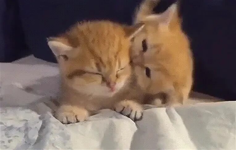 Kittens on Make a GIF