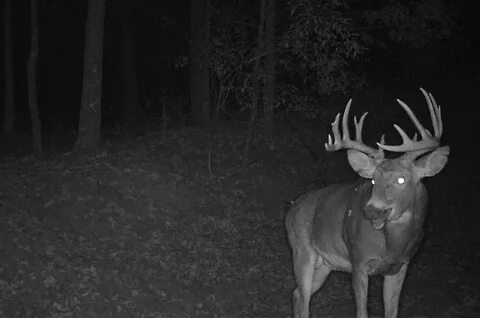 Trail Cam Locations for Increasing Buck Pics Whitetail Habit