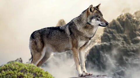 Wallpaper wolf, mountain, 4k, Animals #16064 - Page 876