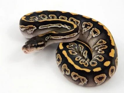 Black Pastel Mojave "Black Magic" Ball python, Cute reptiles