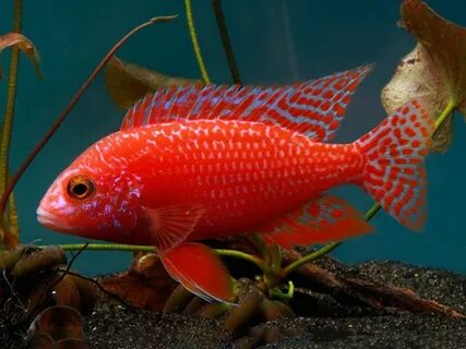 Aulonocara sp. Strawberry Cichlid fish, Cichlids, Tropical f