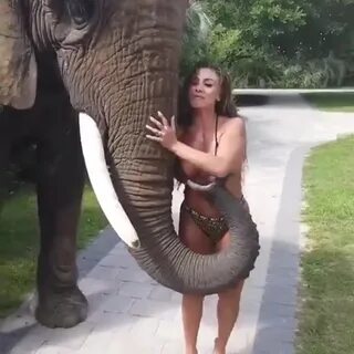 Слон не растерялся watch online