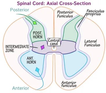 Spinal Cord Cross Section : Human Spinal Cord Sections : Ant