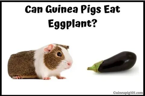 Can Guinea Pigs Eat Eggplant? (Nutrition, Serving Size, Haza