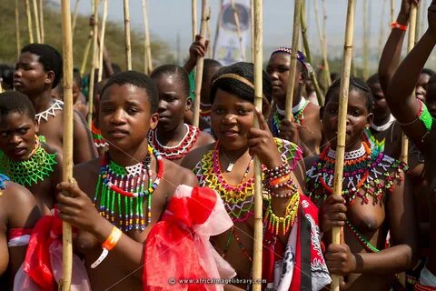 Photos and pictures of: Zulu maidens deliver reed sticks to 