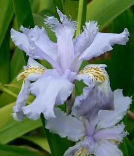 iris pictures - Google Search List Of Flowers, Iris Flowers, Love Flowers, ...