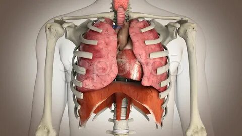 Human internal organs in action - Loop ready Stock Footage #
