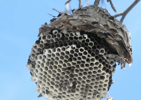 Pictures of Hornet Nests on Animal Picture Society