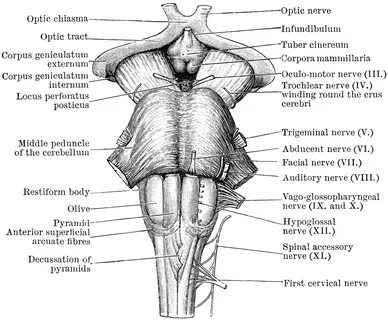 grays ventral medulla Human anatomy and physiology, Human bo