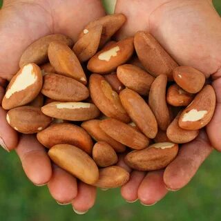 Brazil Nut Tree Rainforest Alliance Pour les entreprises