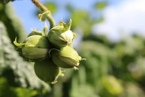 Hazelnut Fruits free image download