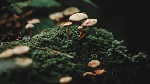 Mushrooms Moss Macro Wallpapers - Wallpaper Cave