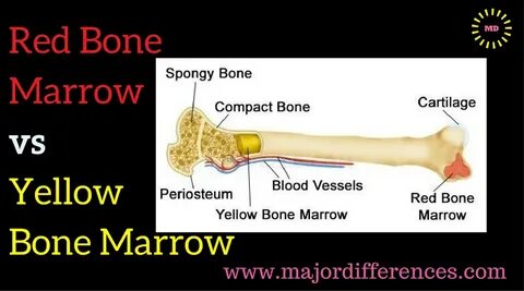 Difference between Red bone marrow and Yellow bone marrow