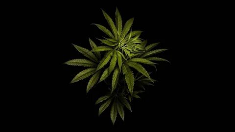 Weed 4k Wallpapers - Wallpaper Cave