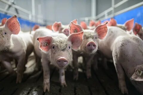 Credit Union CEO Bought Pig Farm with Stolen Millions: FBI