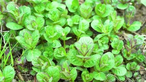 young mint greens on garden bed Stok Videosu (%100 Telifsiz)