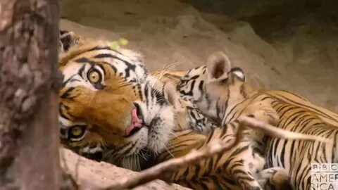 Animal mother gif