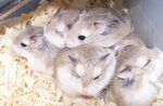 Pictures of Hamsters on Animal Picture Society