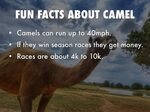 The Rules About. Camel Racing by Brian TotoLl
