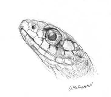 Snake Head Drawing at PaintingValley.com Explore collection 