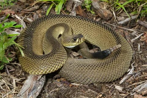 Exceptionally Rare' Mutant Diamondback Rattlesnake Discovere