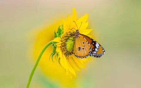 Insect Tiger Butterfly On Yellow Color From Sunflower 4k Ult