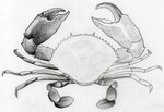 How To Draw Crab in Pencil