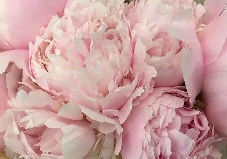 Нежно розовые пионы (48 фото)