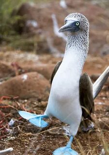 a Blue Footed Booby Pictures on Animal Picture Society