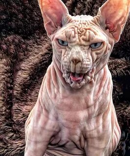 Pin on Sphynx Cats --- Hairless
